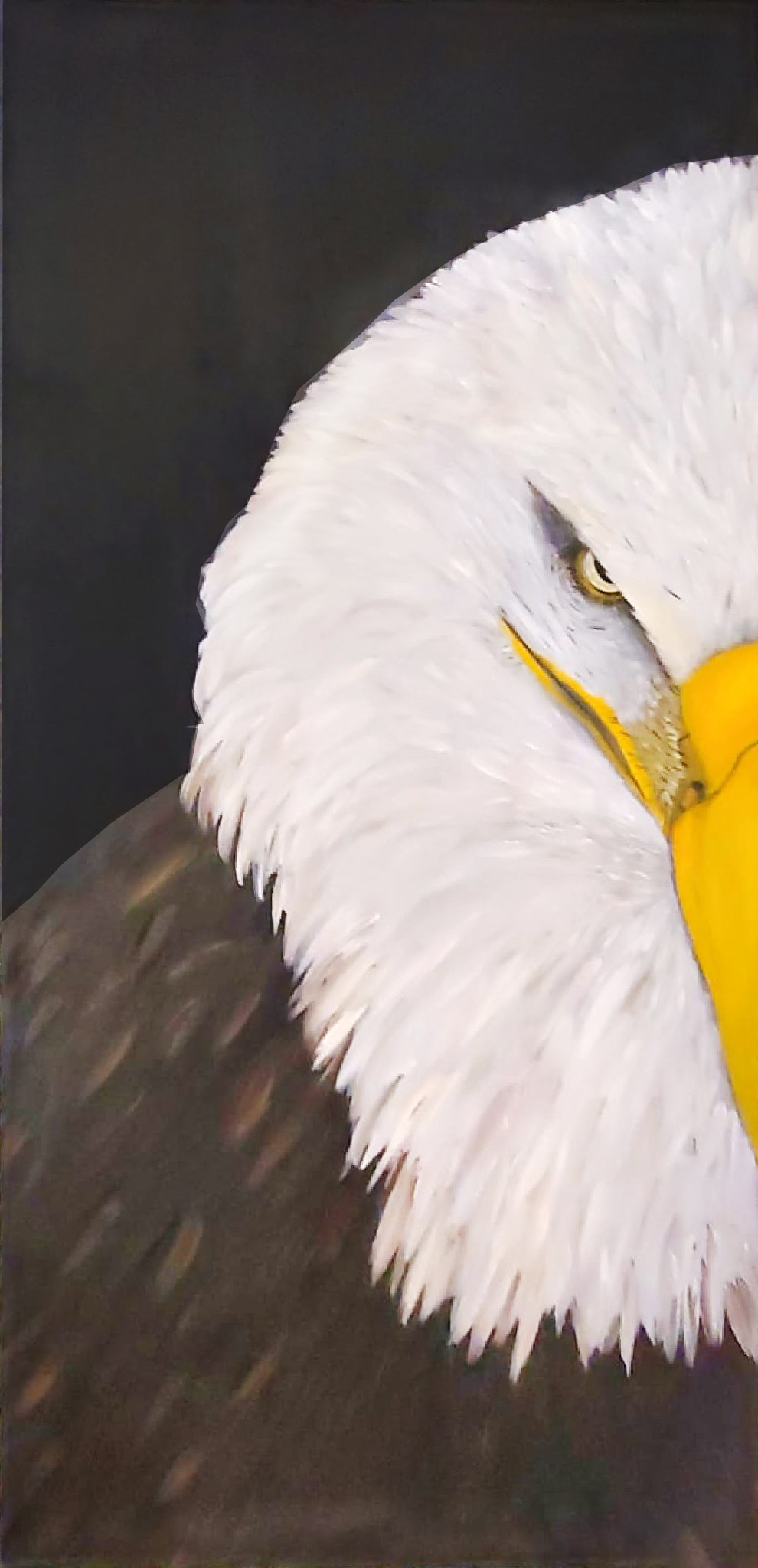 Anmerican Bald eagle